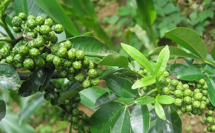你晓得花椒的宿世此生吗？